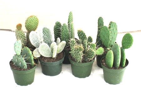 4" Cactus Opuntia - Click Image to Close